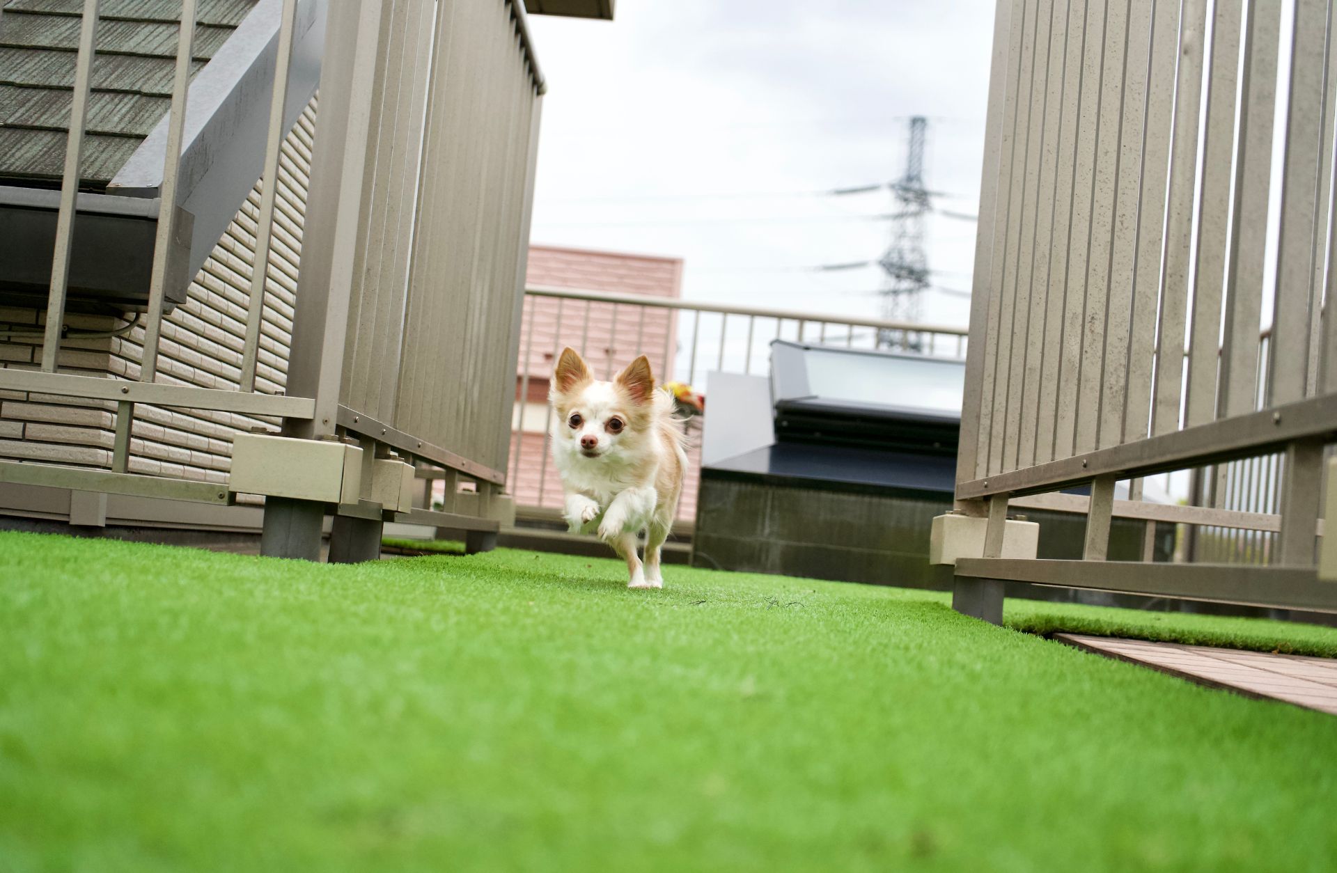 Pet-Friendly Turf in Winnipeg